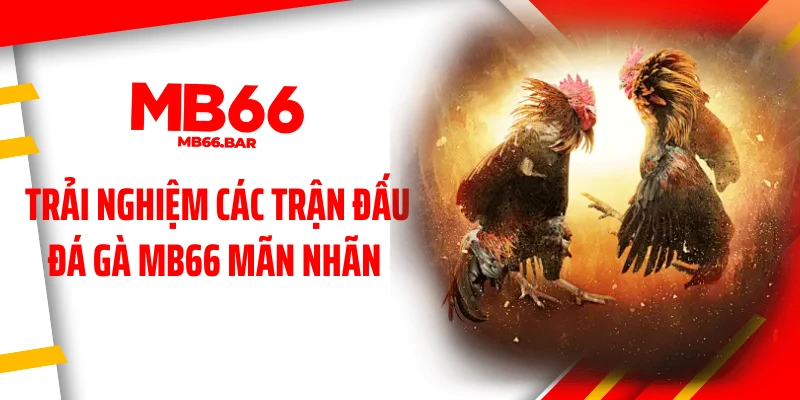 Trải nghiệm các trận đấu đá gà MB66 mãn nhãn 